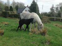 Hrina et par dager gammel